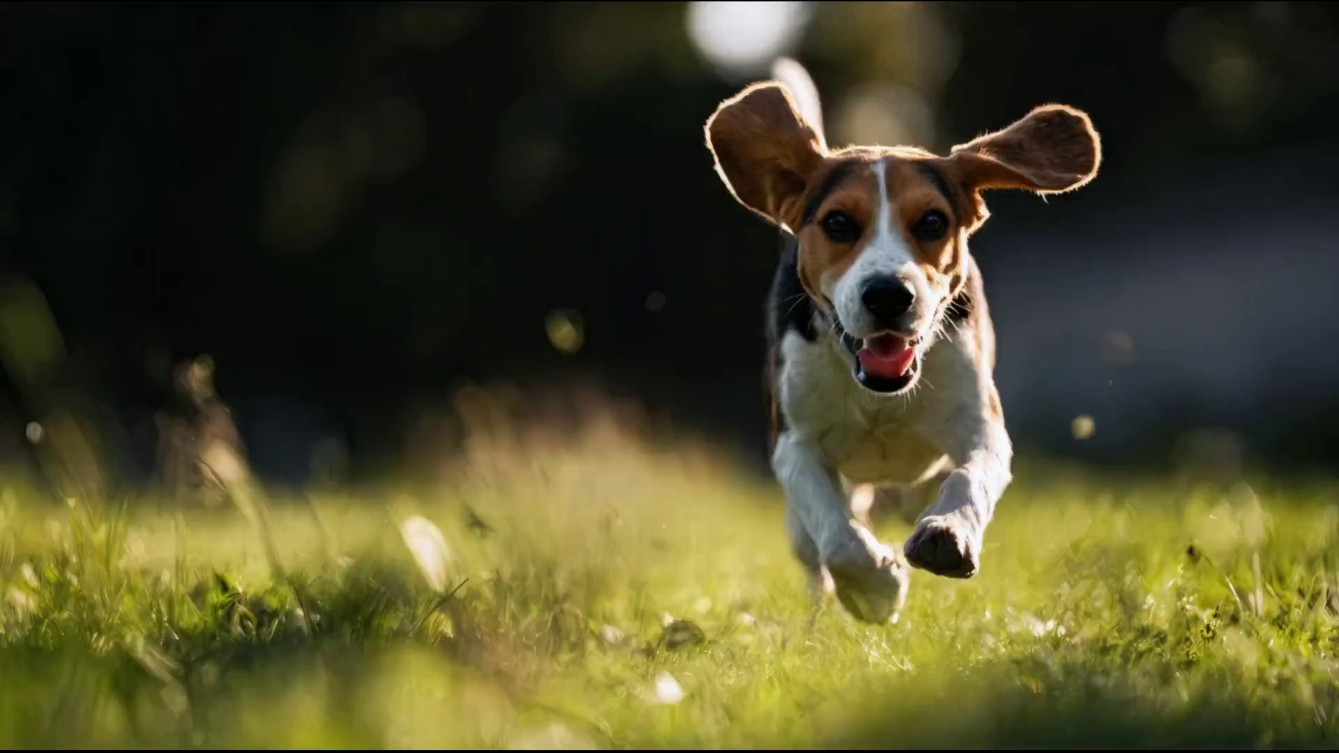 Купить Веприпак 500 мг для средних собак весом 10–20 кг. Эффективный препарат от блох и клещей, действует до 12 недель, безопасен и одобрен ветеринарами.